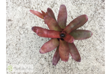 Neoregelia Brazil