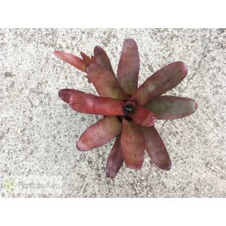 Neoregelia Brazil