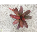Neoregelia Brazil
