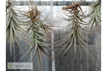 Tillandsia werdermannii