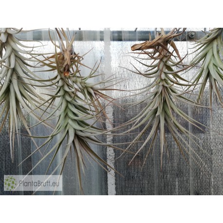 Tillandsia werdermannii