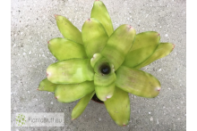 Neoregelia Victoria