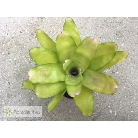 Neoregelia Victoria