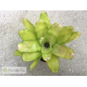 Neoregelia Victoria