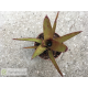 Neoregelia Nova