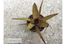 Neoregelia Nova