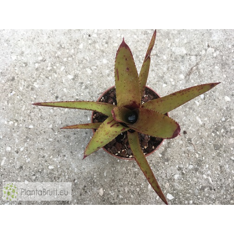 Neoregelia Nova