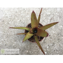 Neoregelia Nova