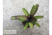 Neoregelia smithii