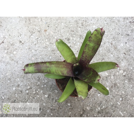 Neoregelia smithii