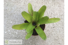 Neoregelia Candelabra