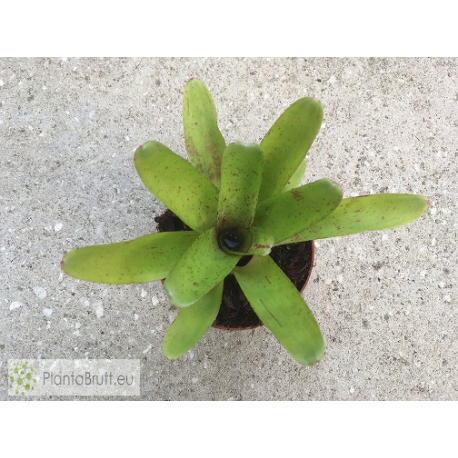 Neoregelia Candelabra