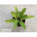 Neoregelia Candelabra