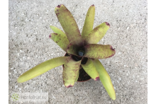 Neoregelia smithii x Blueberry Muffin