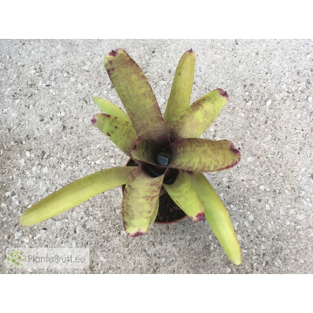 Neoregelia smithii x Blueberry Muffin