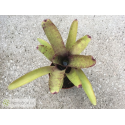 Neoregelia smithii x Blueberry Muffin