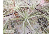 Tillandsia aeranthos (Joseli)