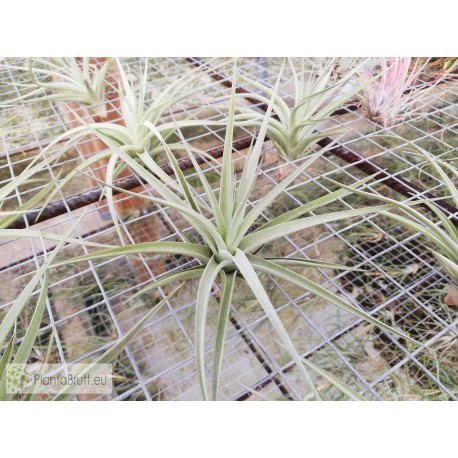 Tillandsia aeranthos (Joseli)