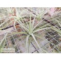 Tillandsia aeranthos (Joseli)