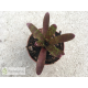 Neoregelia Yankee Doodle