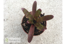 Neoregelia Yankee Doodle
