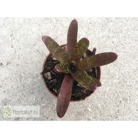 Neoregelia Yankee Doodle