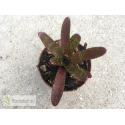 Neoregelia Yankee Doodle