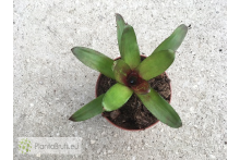 Neoregelia Gene McKenzie