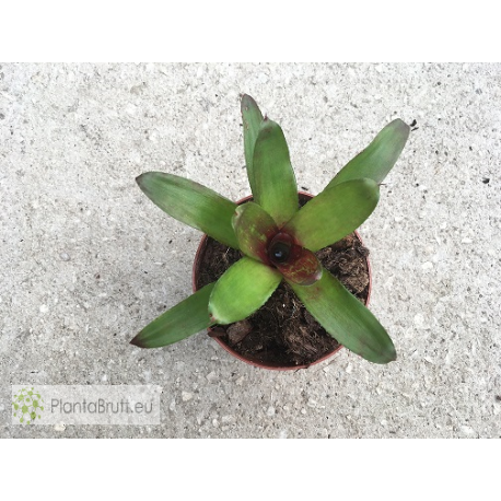 Neoregelia Gene McKenzie