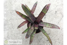 Neoregelia ampullacea purpurea
