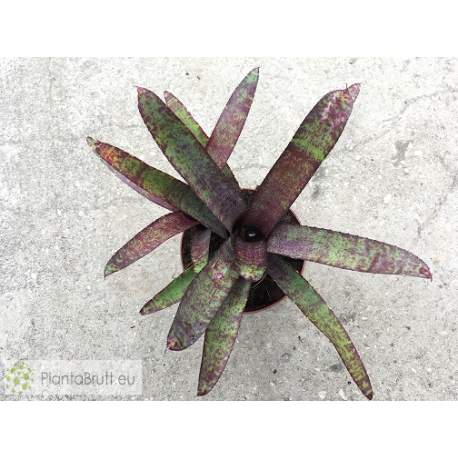 Neoregelia ampullacea purpurea