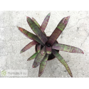 Neoregelia ampullacea purpurea