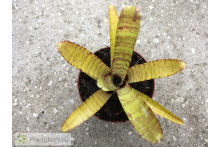 Neoregelia Golden Boy