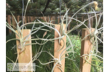 Tillandsia crocata