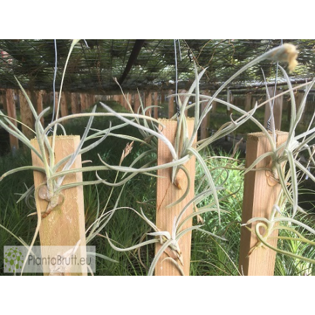 Tillandsia crocata