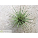 Vriesea appenii