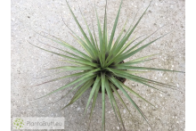 Vriesea appenii