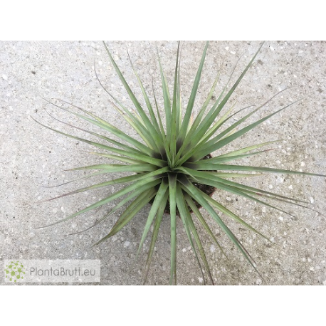 Vriesea appenii