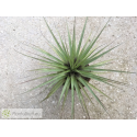 Vriesea appenii
