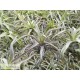 Tillandsia streptophylla