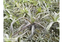 Tillandsia streptophylla S