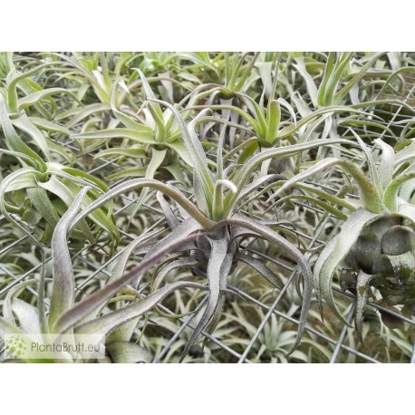 Tillandsia streptophylla