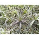 Tillandsia streptophylla S