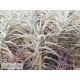 Tillandsia purpurea M