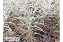 Tillandsia purpurea M
