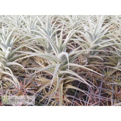 Tillandsia purpurea M