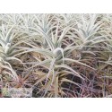 Tillandsia purpurea M