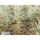 Tillandsia purpurea L