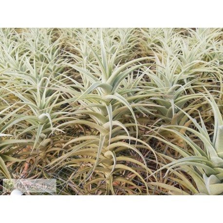 Tillandsia purpurea L