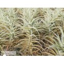 Tillandsia purpurea L